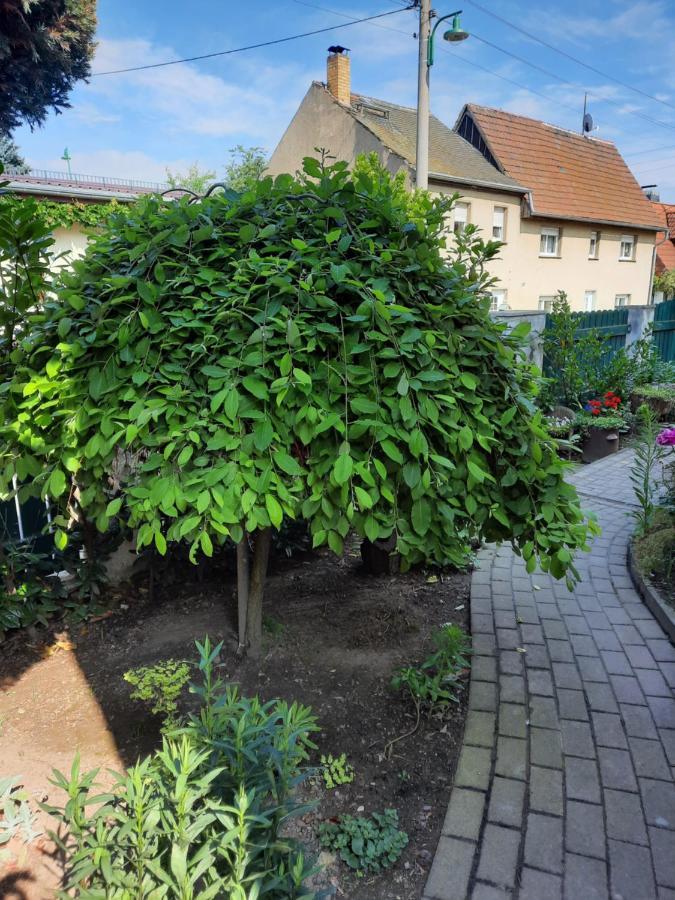גרימה Gaestewohnung Am Thuemmlitzwald מראה חיצוני תמונה